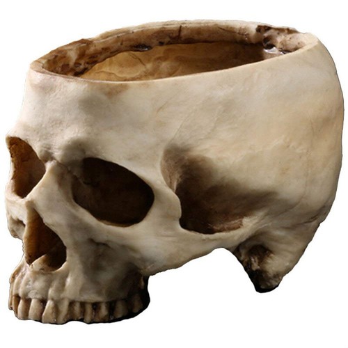 Lifesize human skull - 1:1,