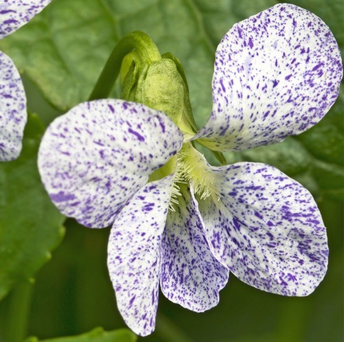 Viola sororia plug plants