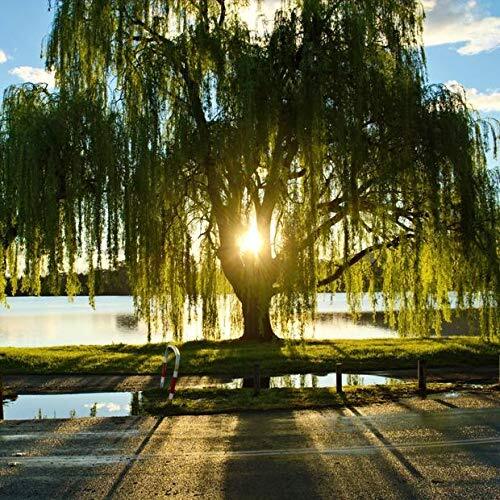 Golden weeping willow - weeping,