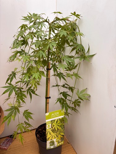 Acer cascade emerald - acer, 3