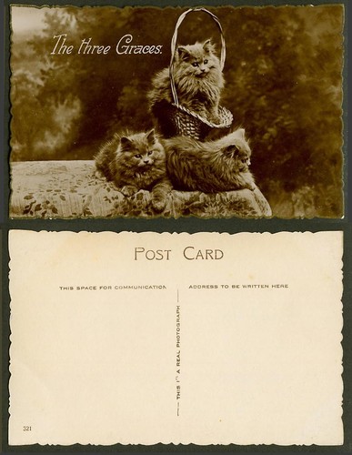 The three graces - graces,, cats
