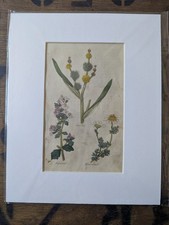 1820 Original Botanical Art -