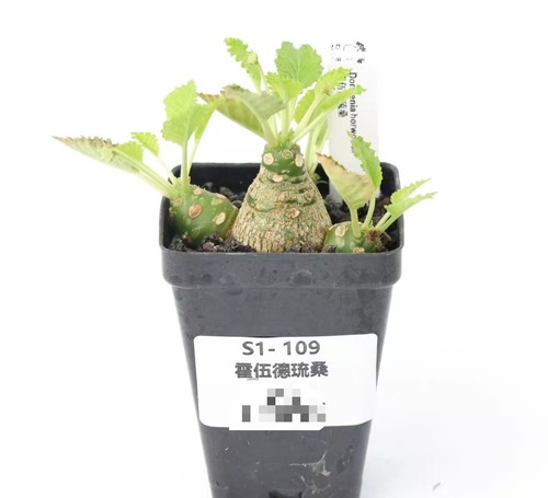 Pot 5cm rare plant - 6.5cm,
