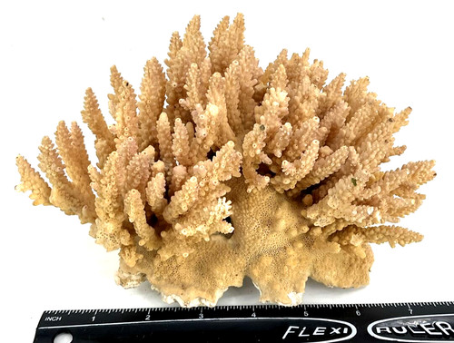Authentic acropora finger - authentic,