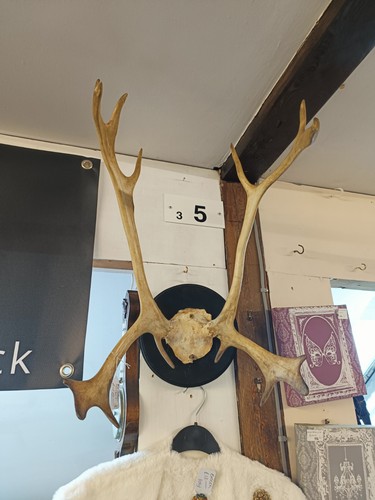 Taxidermy reindeer skull cap - reindeer,