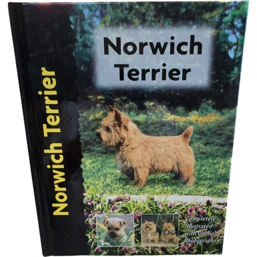 Norwich terrier pet love - terrier,