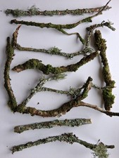 10x Moss And Lichen Sticks For Terrarium Vivarium Mossarium. Sustainable Sourced