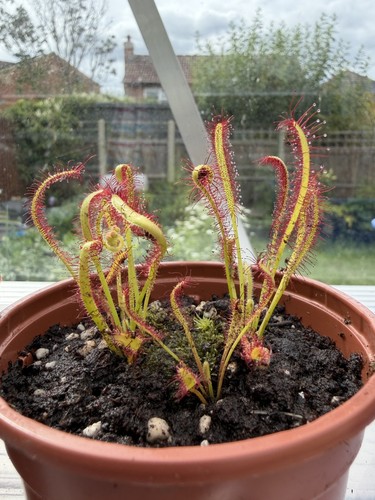 Drosera capensis red - drosera,