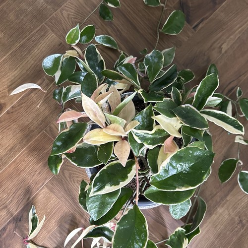 Large variegated hoya carnosa - large,