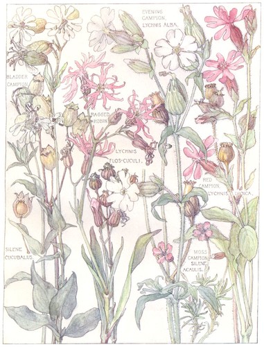 Flowers pink - flowers.,