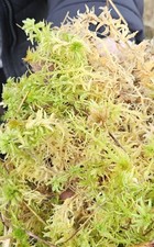 Fresh live sphagnum moss - fresh, 2