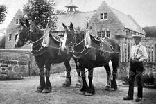 ymm-39 Social History, Heavy Horse and Horseman, Scotland. Photo