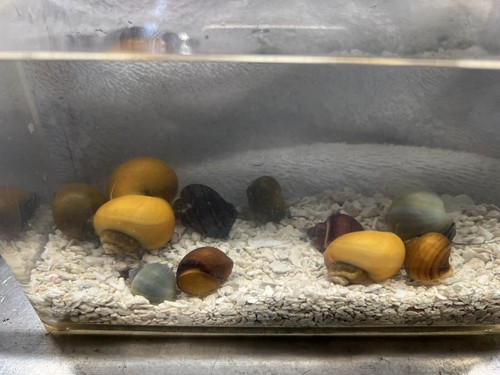Mystery snails mixed - +2,