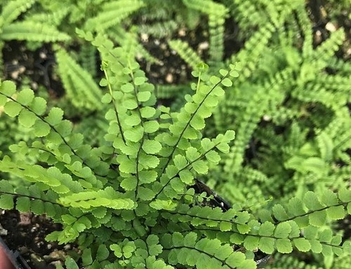Asplenium trichomanes