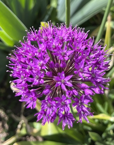 Free postage allium purple - allium, ‘purple