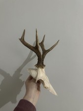 Roe Buck Skull Cap Antlers Taxidermy Goth Pagan Witchcraft Oddities Wicca Occult