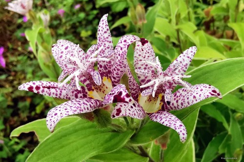 Variegated orchid lily - orchid,