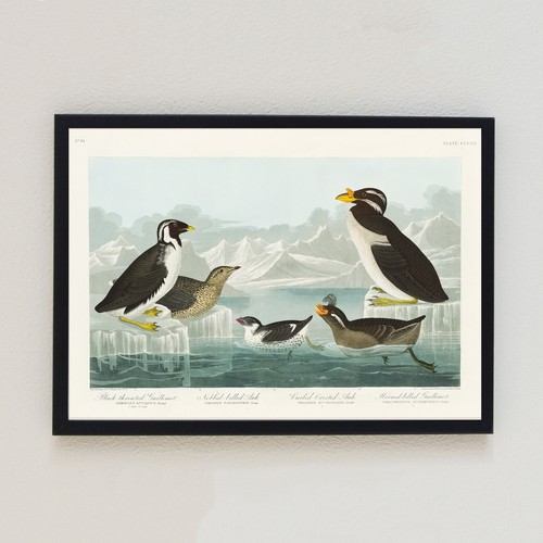 1835 vintage birds - vintage,