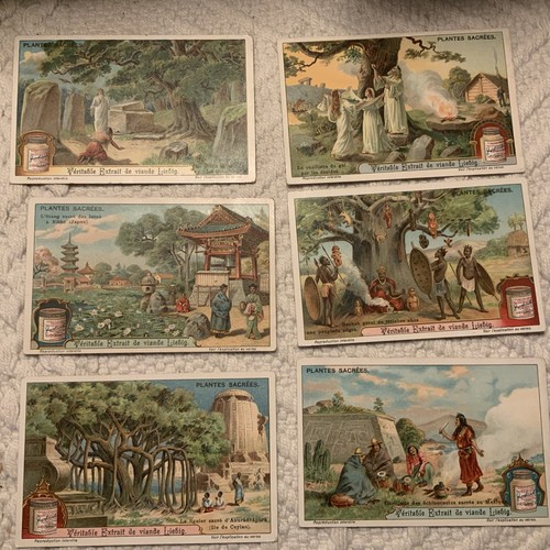 Liebig cards plantes - 6,
