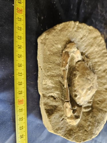 Massive large fossil - large,, crab