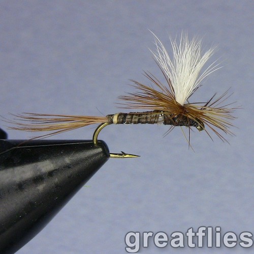 Dozen red quill - dozen,