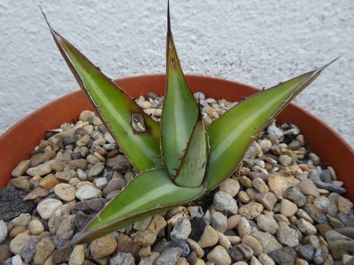 Agave celsii mitis - agave,