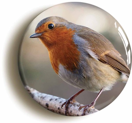 Robin bird watching badge - watching,