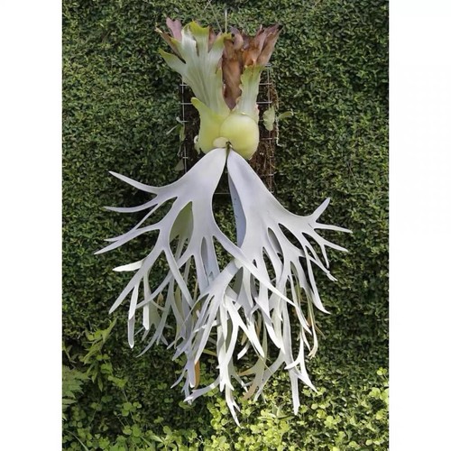 Platycerium willinckii