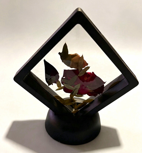 Preserved dried flower - dried,