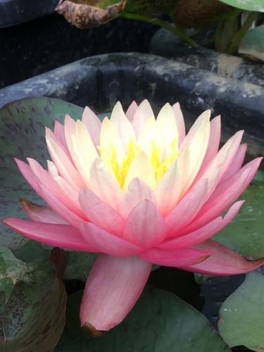 Peaches cream water - lily,