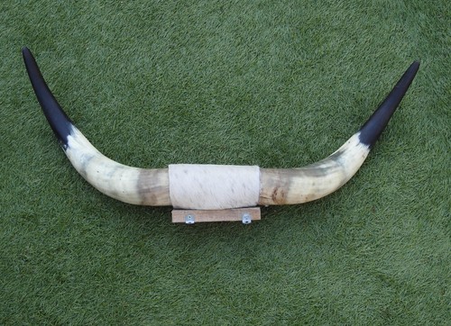 Longhorn horns mounted cattle