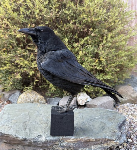Taxidermy crow not - 🎃,