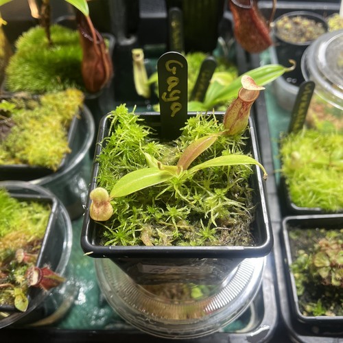 Nepenthes gaya tropical - —,