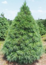 Conifer  Pinus strobus Eastern