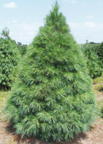 Conifer pinus strobus eastern - conifer,