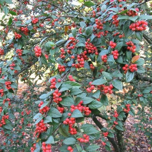 70cm large cotoneaster - 70cm,