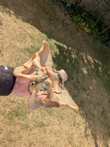 Vintage artificial pelvis - vintage,