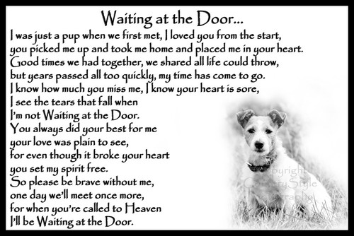 Jack russell pet dog - jack,