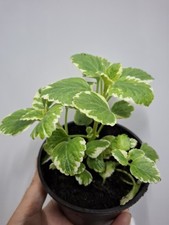 Variegated Swedish Ivy |