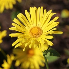 Doronicum Leonardo compact