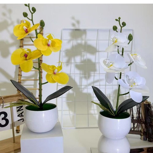 Realistic butterfly orchid - butterfly,