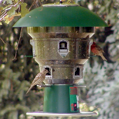 Wild bills electronic squirrel - wild,