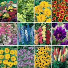 Perennial Plug Plants x 24