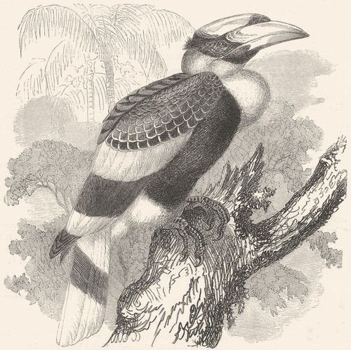 Birds searcher hornbill - birds., searcher.