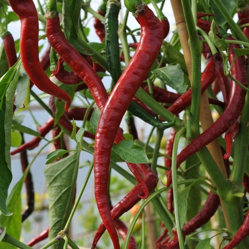 Pepper long slim red - pepper,