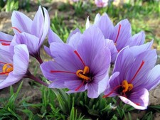 CROCUS SATIVUS SAFFRON FLOWER
