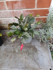 Christmas Cactus, Schlumbergera plant in 13cm pot approx. Red