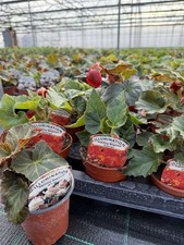 4 x Trailing Begonia Plants