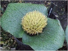 MASSONIA DEPRESSA - BEAUTIFUL SPIKY WHITE FLOWERS -rare S AFRICA bulb  FLWG SIZE