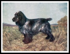 COCKER SPANIEL VINTAGE